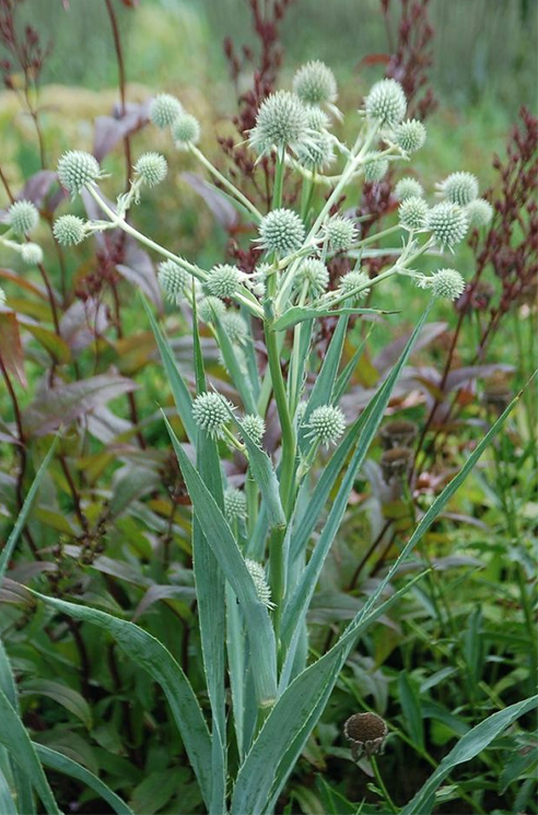 Button eryngo, Eryngium yuccifolium, Jukalehine ogaputk